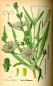 Preview: Wegwarte (Zichorie) Kraut bio